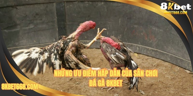 Những điểm nổi bật chỉ có tại đá gà 8KBET